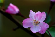 海棠花图片(10张)