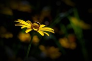 黄菊花图片(8张)
