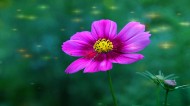 多彩的大波斯菊花卉图片(10张)
