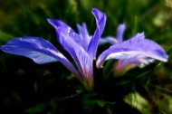 紫色鸢尾图片(9张)