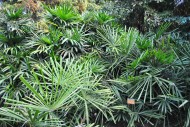 轴榈植物图片(2张)