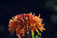 形态各异的菊花图片(10张)