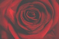 鲜红的玫瑰花图片(15张)