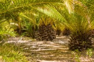 绿色的棕榈树图片(10张)