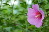 粉色木槿花图片(6张)