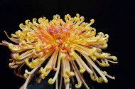 宜宾艳丽的菊花图片(14张)