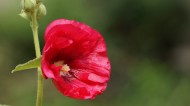 红蜀葵图片(8张)