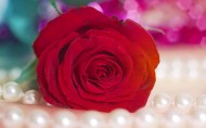 鲜艳欲滴的玫瑰图片(20张)