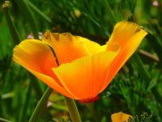 黄色罂粟花图片(14张)