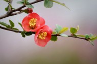 红色海棠花图片(11张)