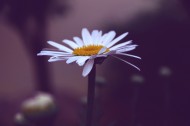 一朵美丽的雏菊图片(12张)