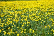 黄色水仙花图片(10张)