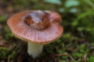 野生蘑菇图片(12张)