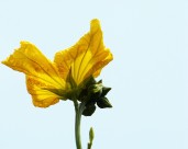 黄色丝瓜花图片(8张)
