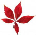 如花的红色枫叶图片(12张)