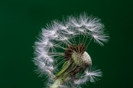 蒲公英的种子微距摄影图片(13张)
