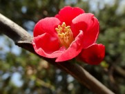 红色贴梗海棠图片(15张)