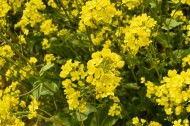 黄色油菜花图片(8张)