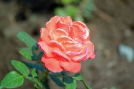 玫瑰花卉图片(11张)