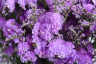 漂亮的紫色干花图片(12张)
