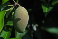 未成熟的芒果图片(13张)