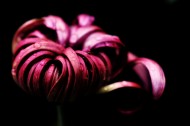 美丽的菊花图片(4张)