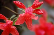 杭州西湖娇媚的鲜花图片(12张)