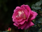 娇艳的玫瑰图片(12张)