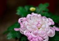 粉色和白色的菊花图片(5张)