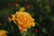各种颜色的玫瑰花图片(11张)