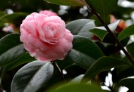 粉红的山茶花图片(7张)