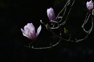粉红色玉兰花图片(9张)