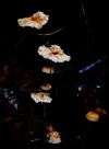野生蘑菇图片(16张)