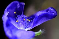 紫色花朵微距图片(9张)