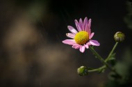 粉色雏菊图片(11张)