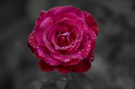 玫瑰花图片  (14张)