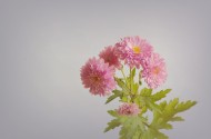 菊花图片(10张)