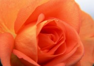 玫瑰花卉图片(20张)