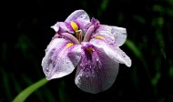 紫色菖蒲图片(9张)