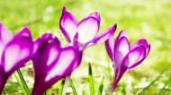 浓郁紫色花朵背景图片(24张)