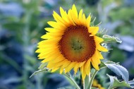 黄色温暖的向日葵图片(15张)