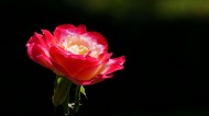 娇艳的玫瑰图片(16张)