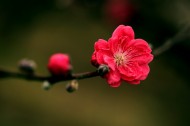 艳丽的桃花图片(6张)