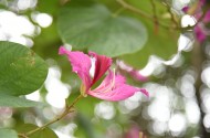 光影紫荆花图片(5张)