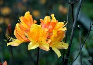 黄色紫荆花图片(9张)