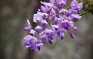 紫藤花卉图片(10张)