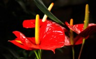 红掌花图片(10张)