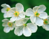 美丽的白色野花图片(12张)