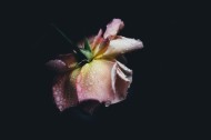 带露珠的花朵图片(22张)