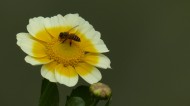 黄色茼蒿花图片(25张)